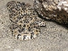 Speckled rattlesnake