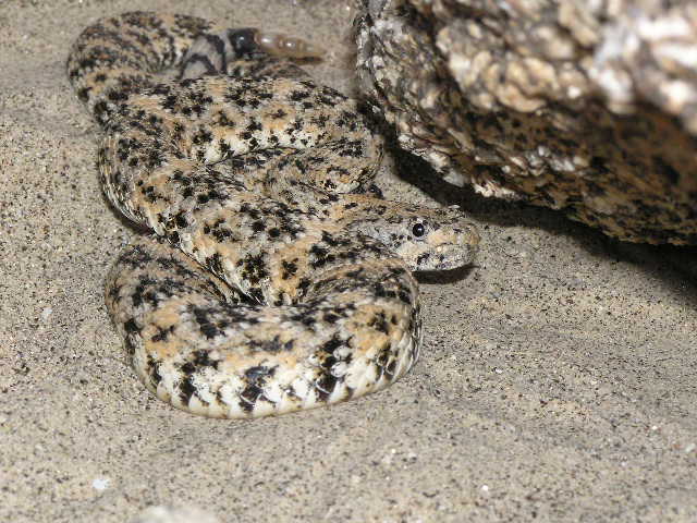 Speckled rattlesnake