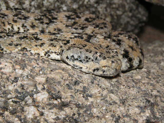 speck headshot