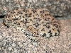 Speckled rattlesnake