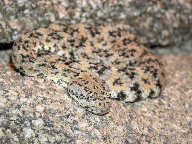Speckled rattlesnake