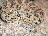 Speckled rattlesnake