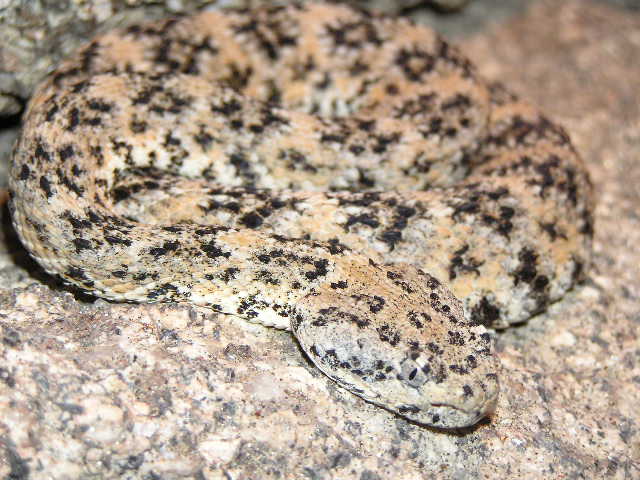 Speckled rattlesnake