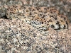 Speckled rattlesnake