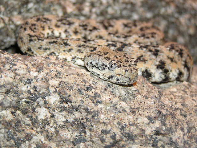Speckled rattlesnake