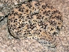 Speckled rattlesnake