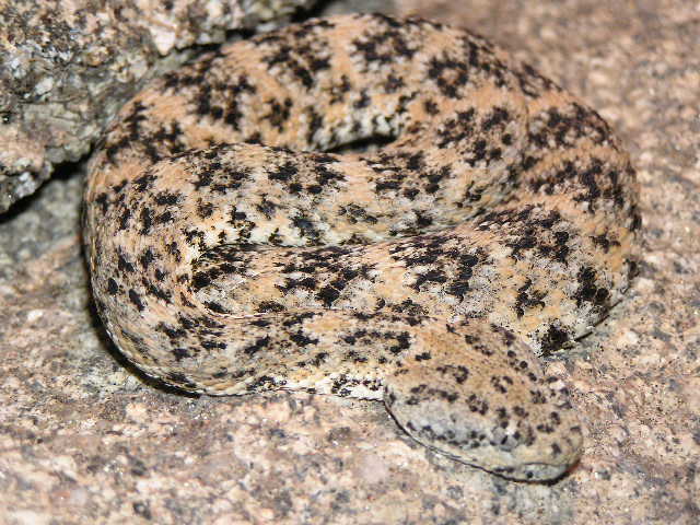 Speckled rattlesnake