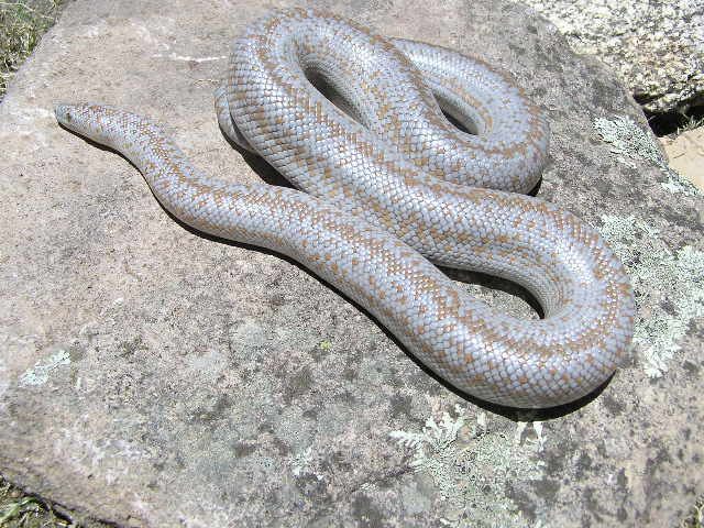 Hypo borrego rosy