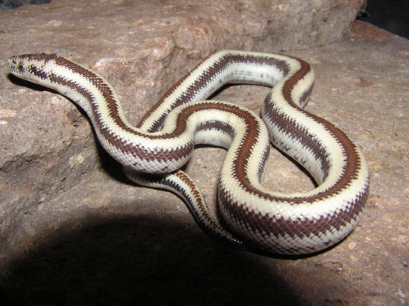Cerbat rosy boa