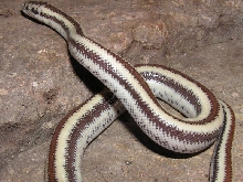 Cerbat rosy boa