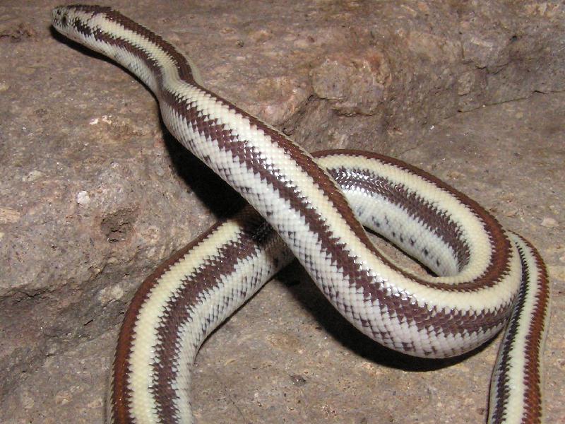 Cerbat rosy boa