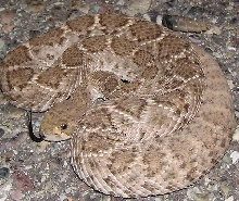 Western diamondback