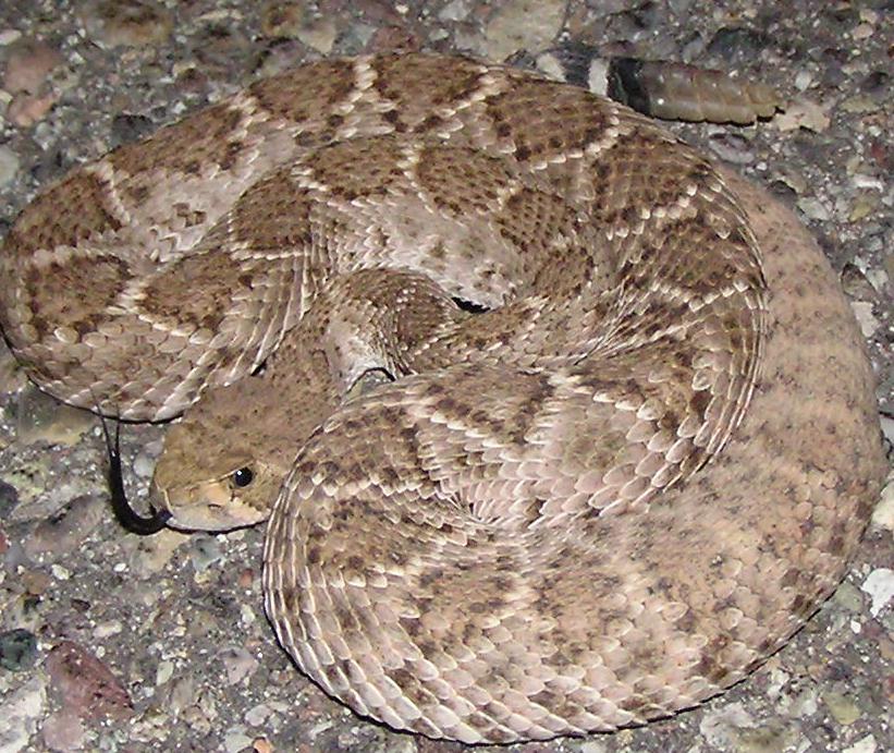 Western diamondback