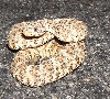 Speckled rattlesnake