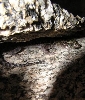Granite night lizard