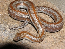 Hemet rosy boa