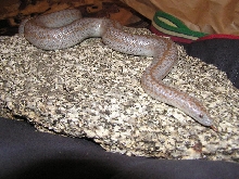 Hypo borrego rosy