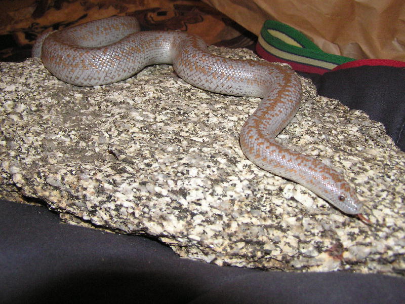 Hypo borrego rosy