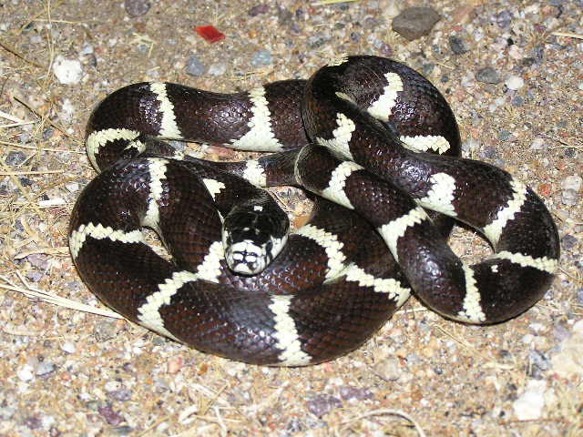 California kingsnake 1