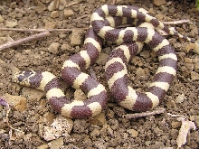 Carlsbad kingsnake