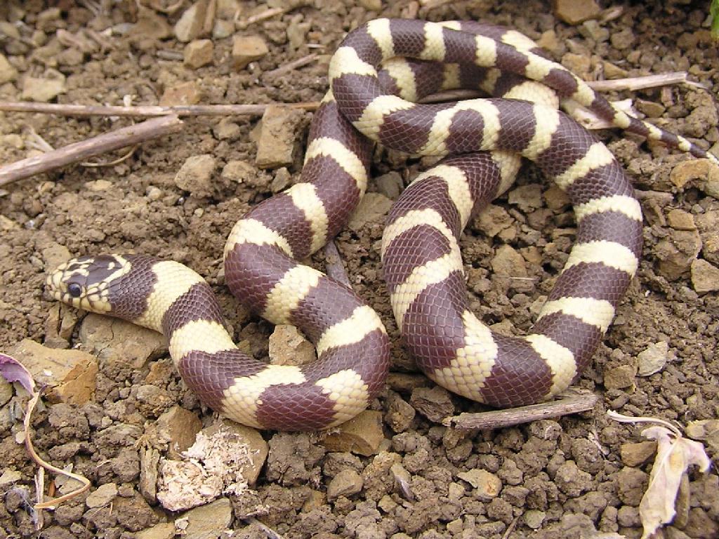 Carlsbad kingsnake