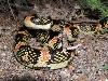 Longnose snake