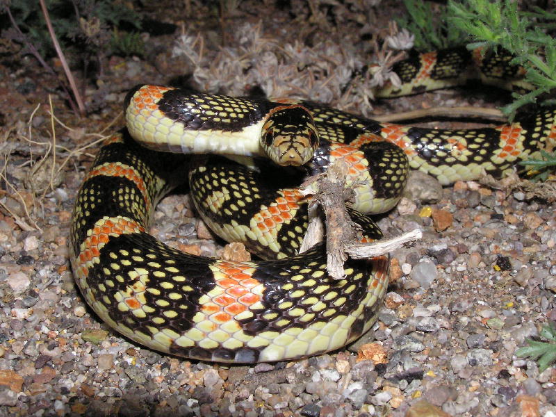 Longnose snake