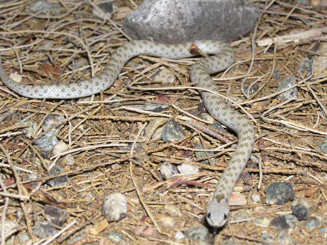 Desert nightsnake