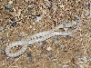 Desert nightsnake