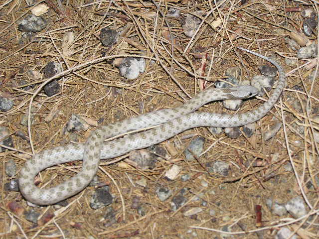 Desert nightsnake