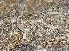 Desert nightsnake