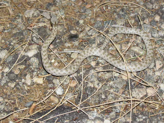 Desert nightsnake