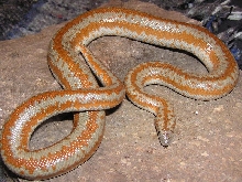 San gabriel