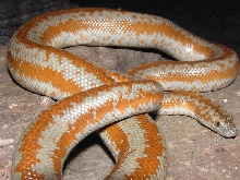 San gabriel