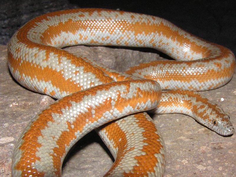 San gabriel
