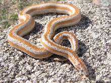 Hypo whitewater rosy 1