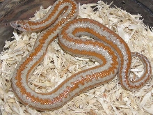 Hypo whitewater rosy