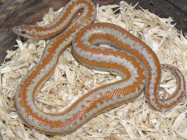 Hypo whitewater rosy