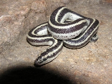 Widestripe triv