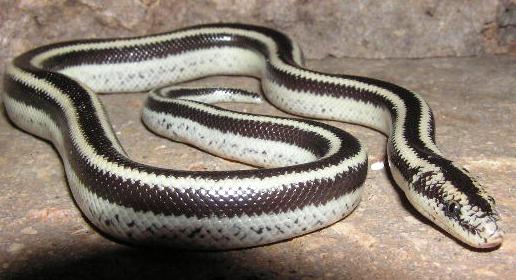 Widestripe triv