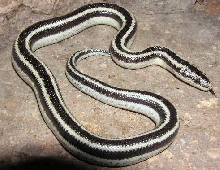 Widestripe triv