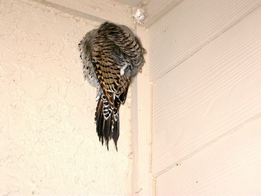 Mystery bird