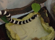 Beetlejuice...I miss him