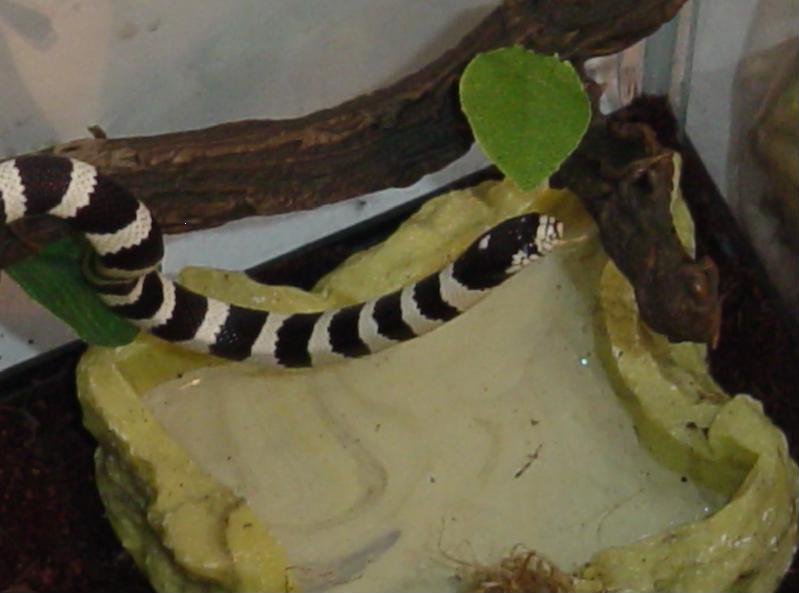 Beetlejuice...I miss him