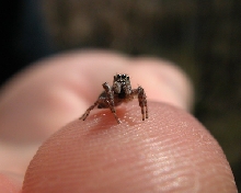 Salticidae