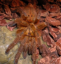 usumbara orange