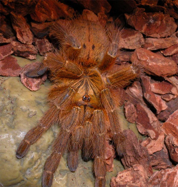 usumbara orange
