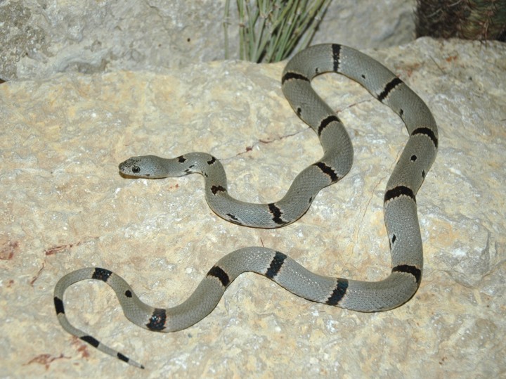WC Hueco female-05