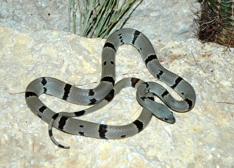WC Hueco male-05