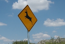 deer sign